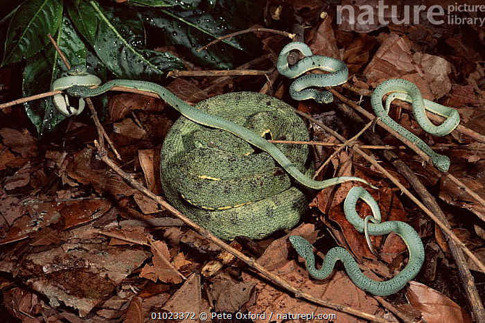 Stock photo of Two-striped Forest Pit Viper with one-day