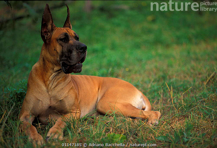Giant Schnauzer Ears Docked Tail Breeds How Ear Cropping In Dogs