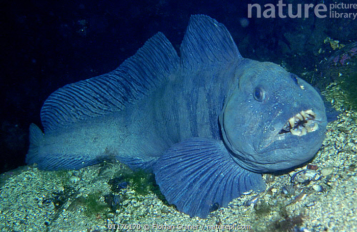 Stock photo of Atlantic wolffish (Anarhichas lupus) Sognefjord, Norway. Available for sale on www.naturepl.com