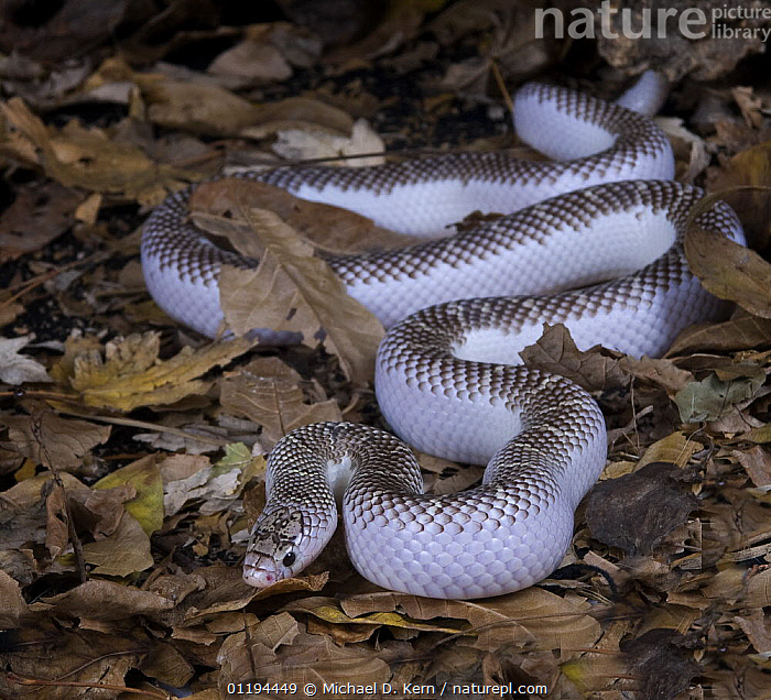 Stock photo of White sided axanthic Brooks kingsnake