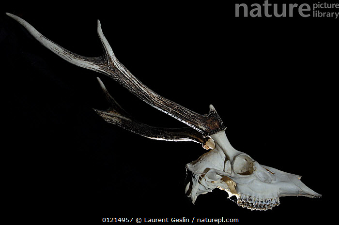 Stock photo of Skull wotj antlers and teeth of Sika deer