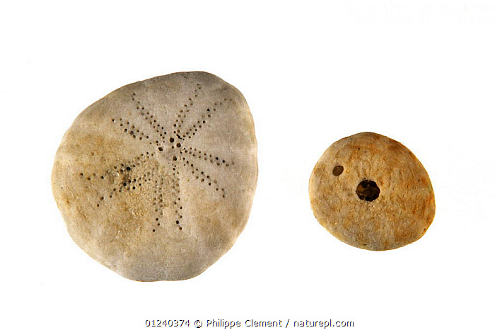 Ecuador Onorelucanus aequatorianus 18mm Entemnotrochus