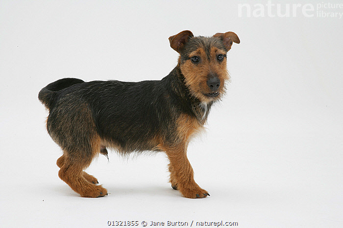 Black Wire Haired Jack Russell Terrier Norwich Terrier Mix Norfolk