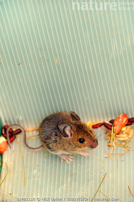 Stock photo of Young Wood mouse / Long-tailed field mouse