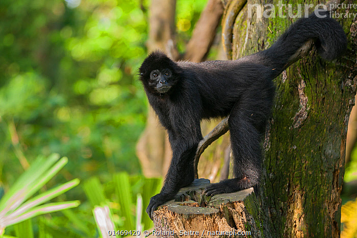 SWAT natural mountain monkeys ブラック Stock photo of Black spider monkey (Ateles paniscus) captive