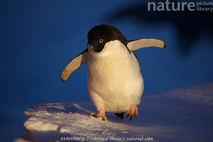 Adelie penguin 様オーダー portrait-adelie-penguin-
